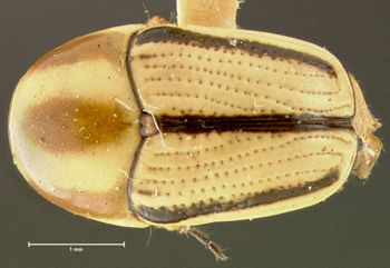Media type: image;   Entomology 24997 Aspect: habitus dorsal view